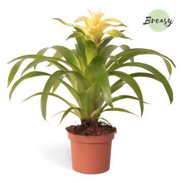 Bromeliad | Guzmania 'Evelien'