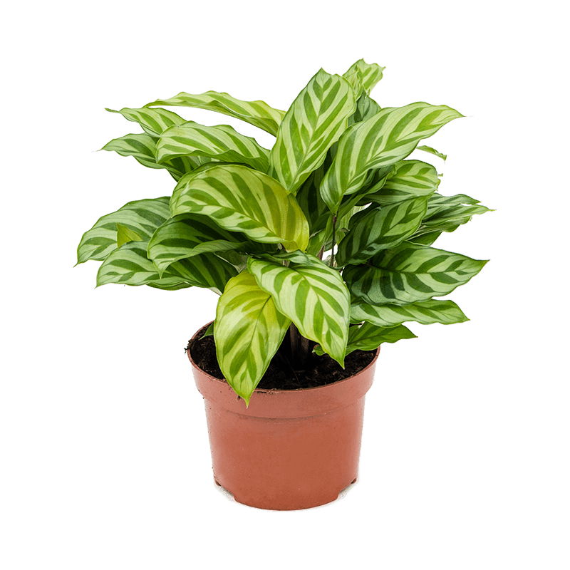 Buy Houseplants Online | UK Houseplant & Indoor Plant Delivery