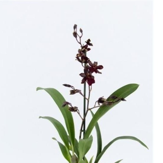 Colmanara Orchid | Black Cat (Single Stem)