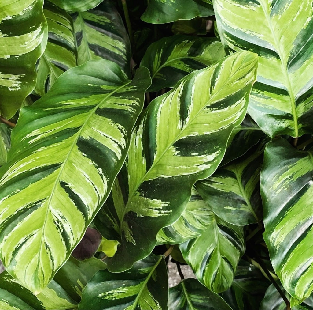 Prayer Plant | Louisae | Green Star