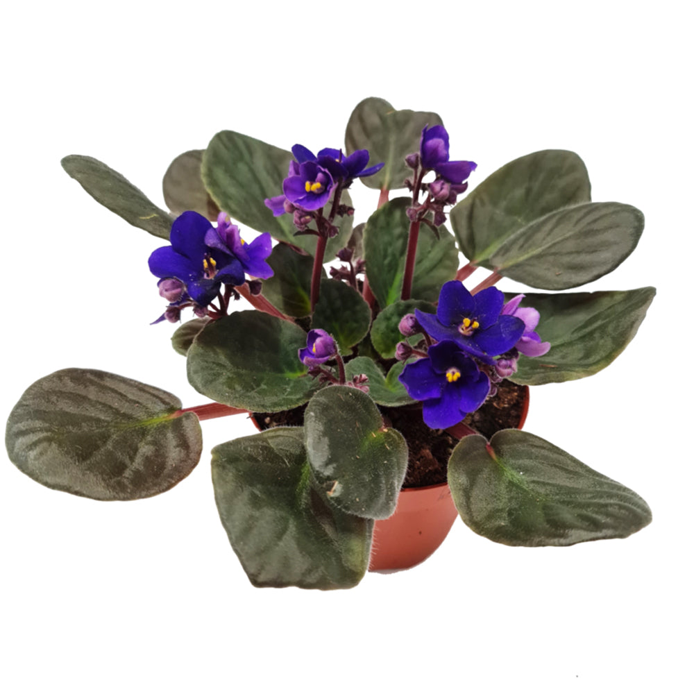 African Violet | Purple & Saint Paulia & Houseplant UK