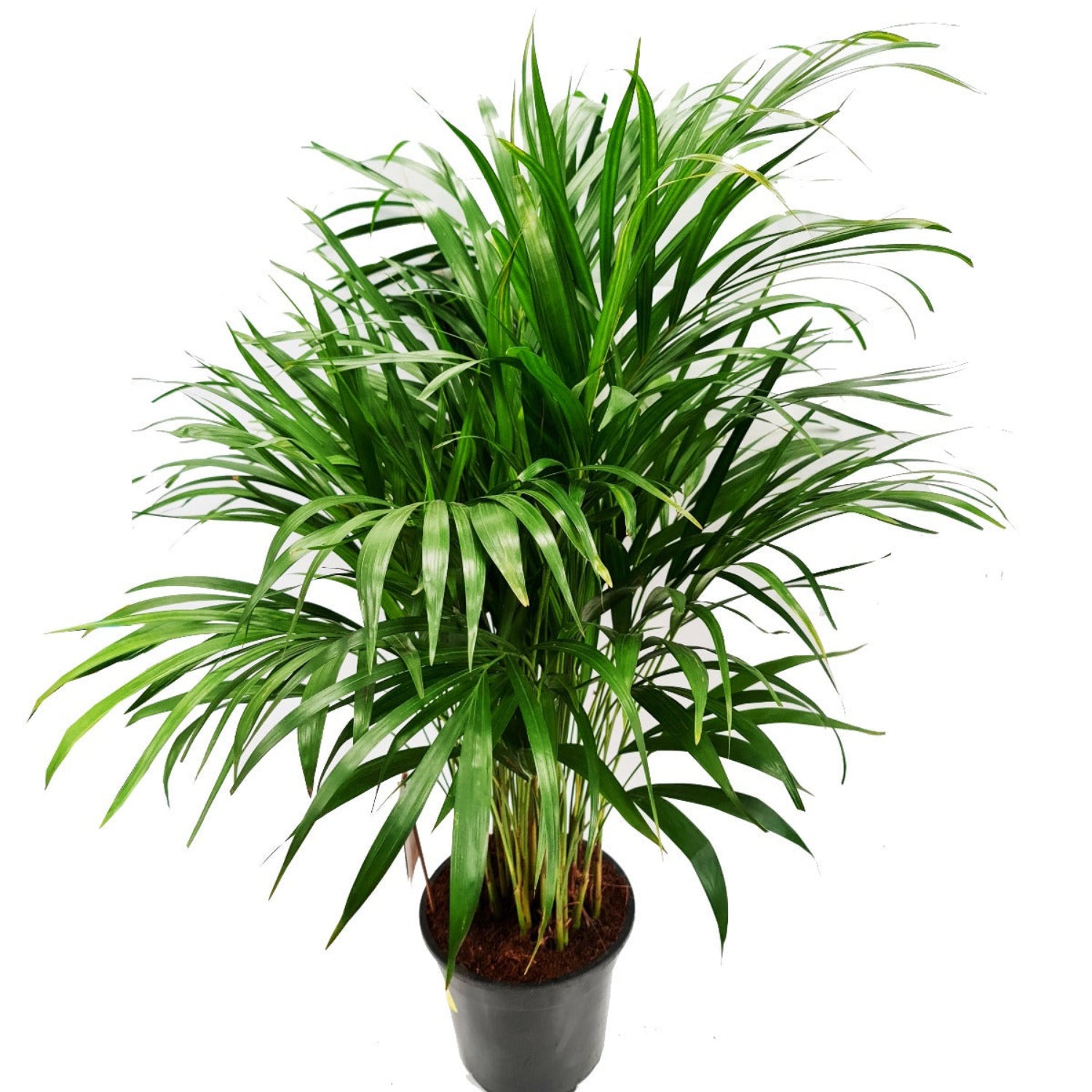 Areca palm poisonous best sale