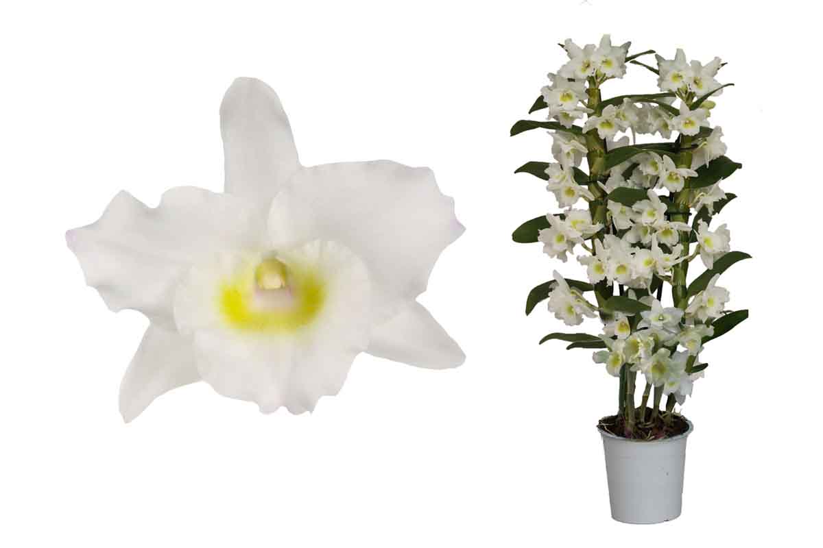 Dendrobium Orchid | Apollon White