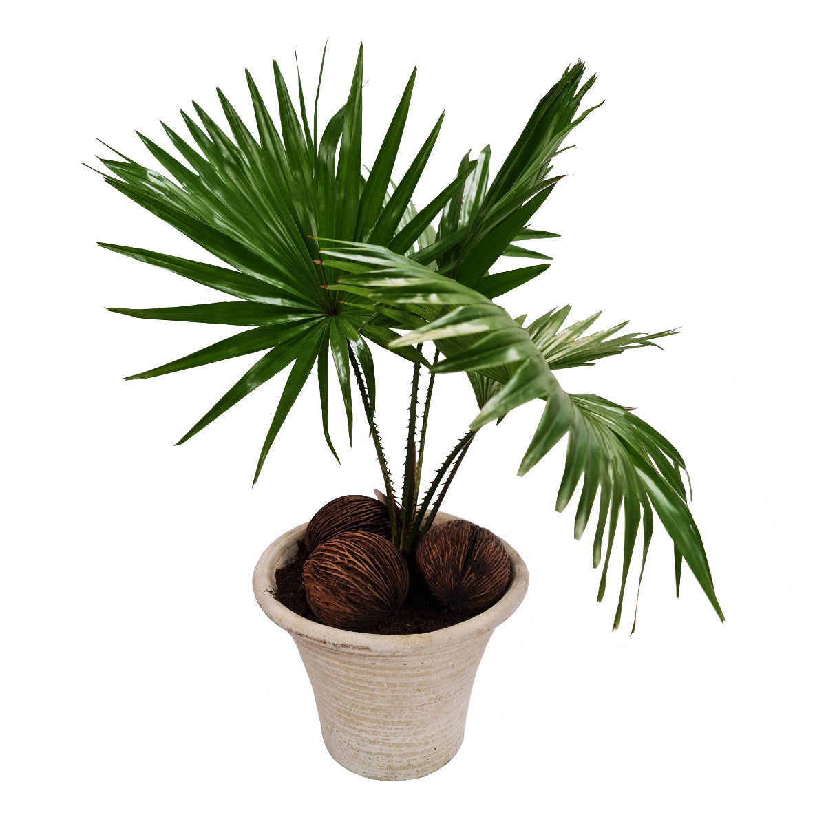 Footstool Palm