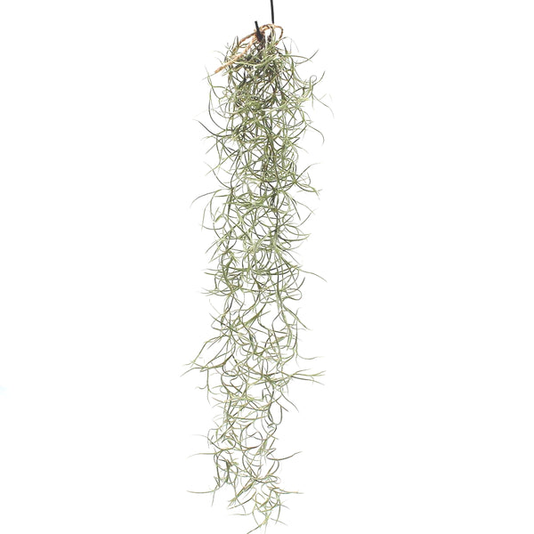 Spanish Moss & Tillandsia & Houseplant UK