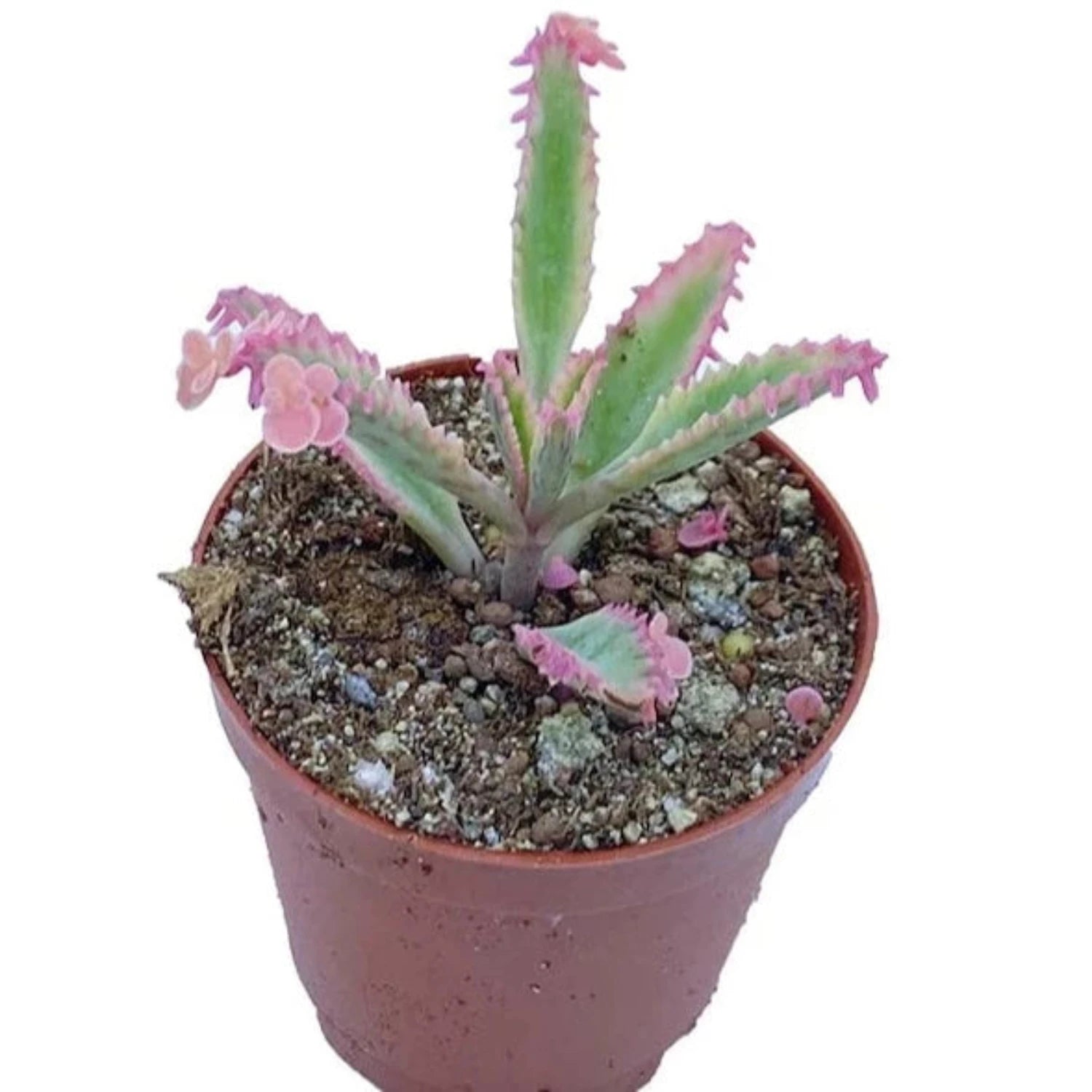 Pink Mother Of Thousands | Pink Butterfly | Hard To Find