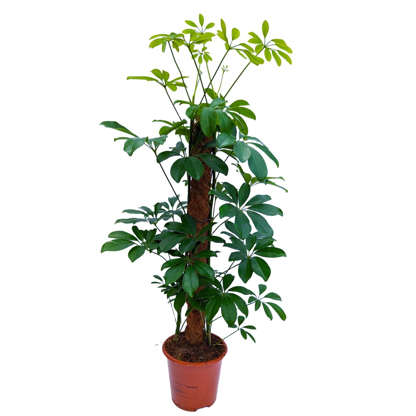 Umbrella Tree | Compacta