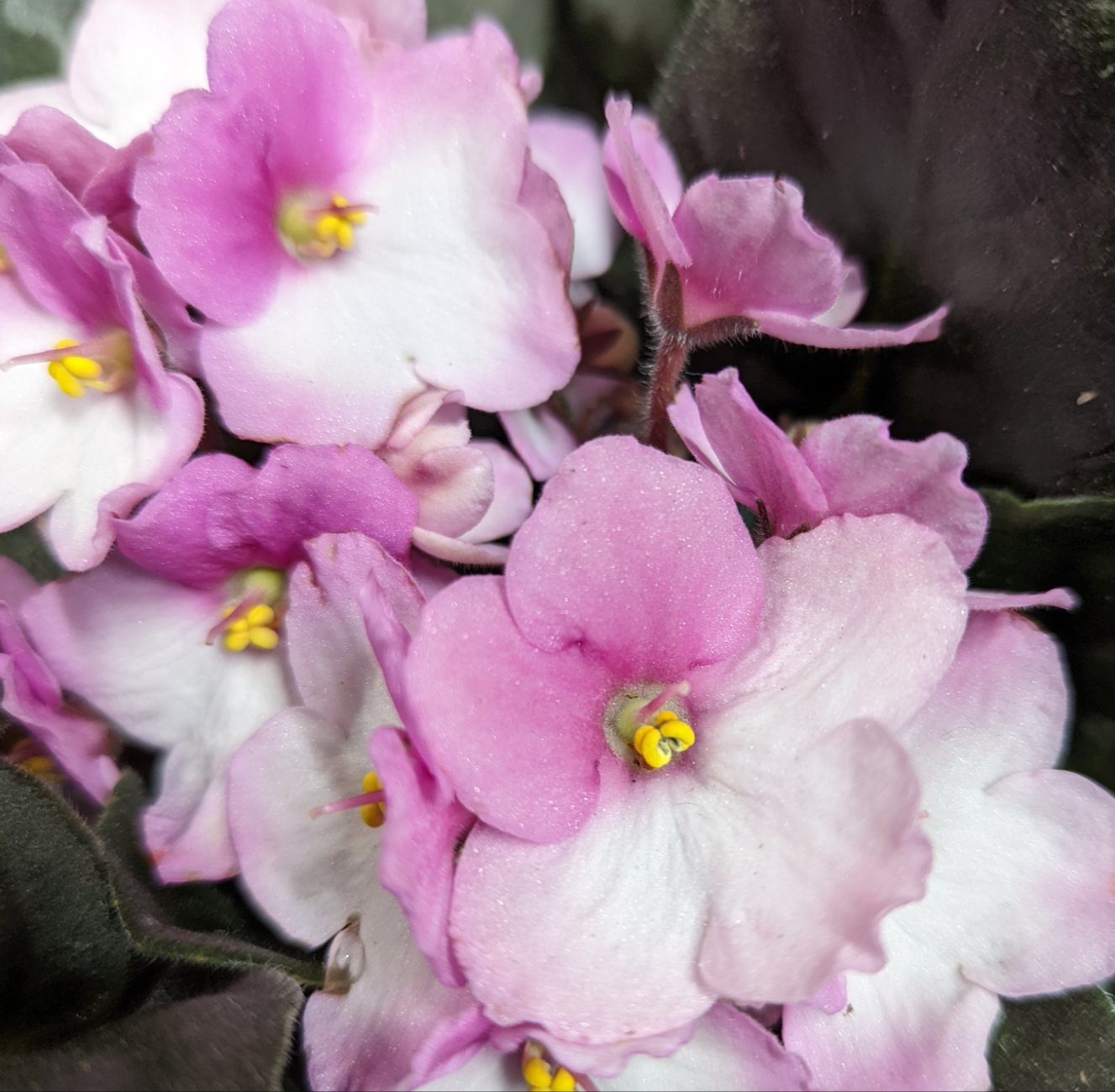 African Violet | Soft Fleck Pink