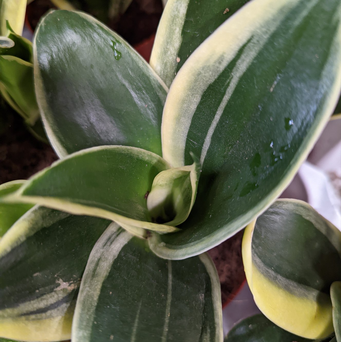 Snake Plant | Jade Pagoda