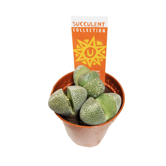 Split Rock Plant | Indoor Succulent Plants