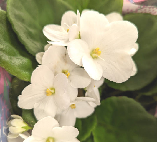 African Violet | White | Potted Houseplants