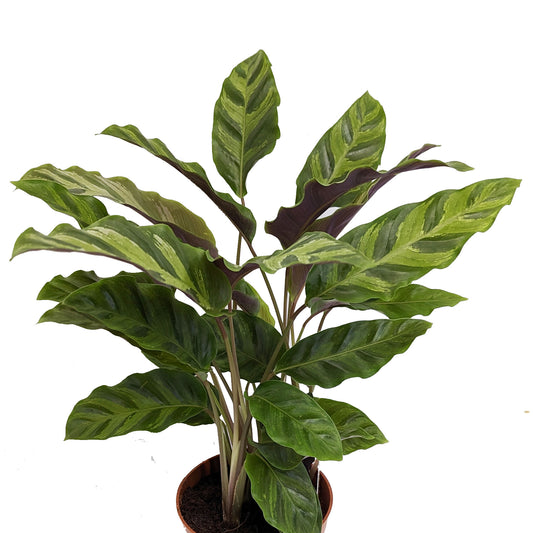 Prayer Plant | Louisae | Green Star | Indoor Plants
