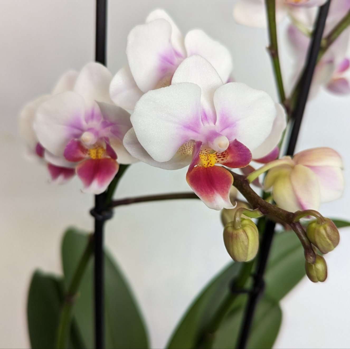 Phalaenopsis Orchid | Sweetheart