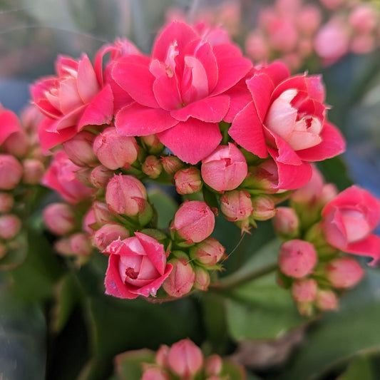 Kalanchoe | African June | Potted Houseplants