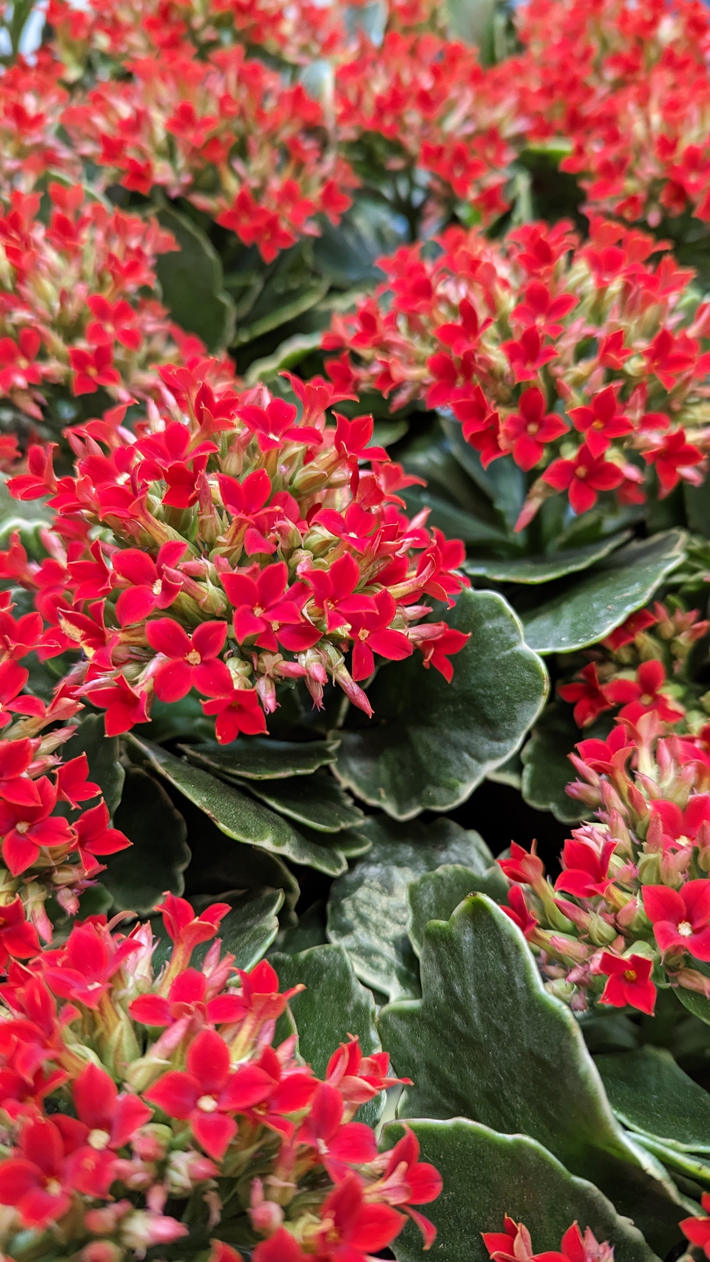 Kalanchoe flower store