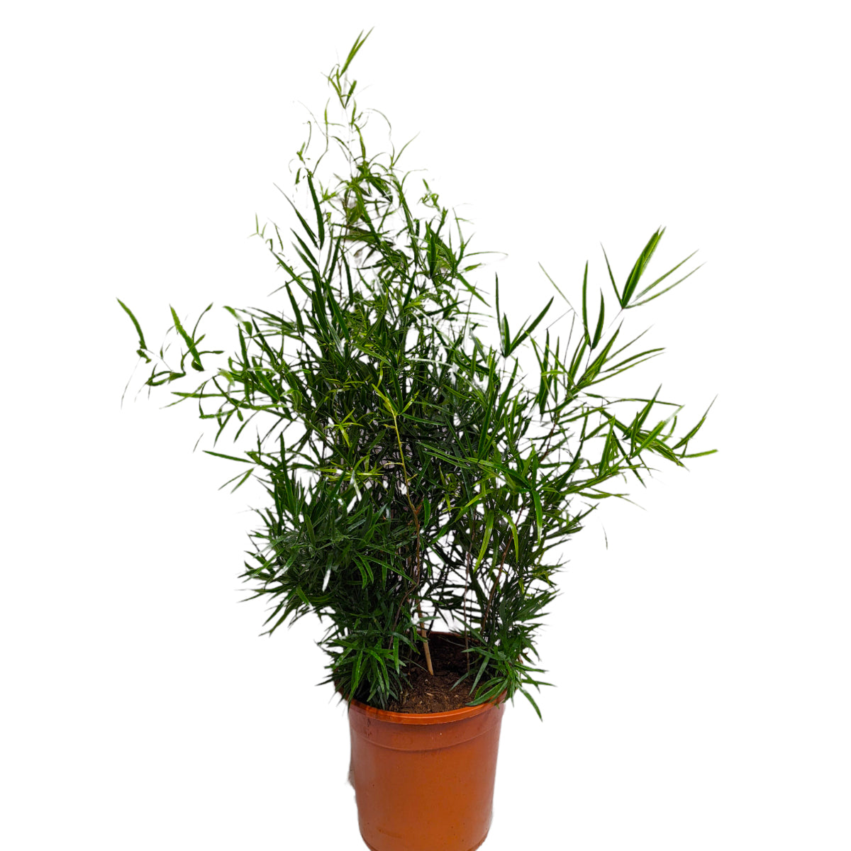 Sicklethorn | Asparagus Fern