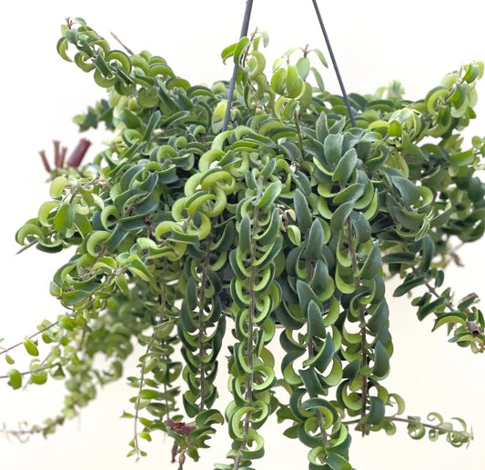 Lipstick Plant | Twister | Potted Houseplants