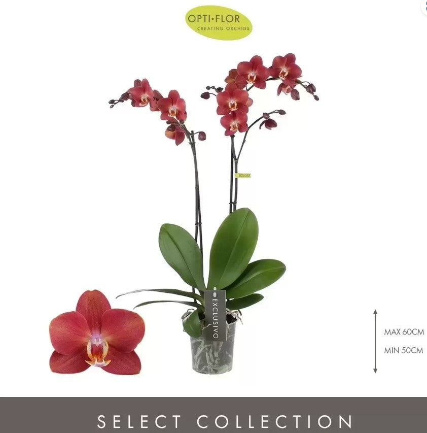 Phalaenopsis Orchid | Horizon