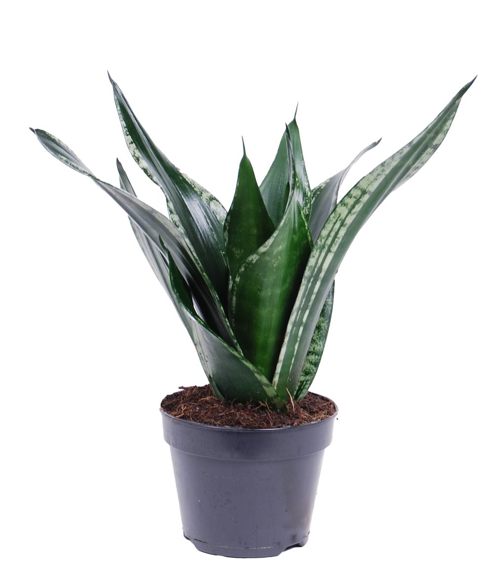 Snake Plant | Grey Stripe Whitney