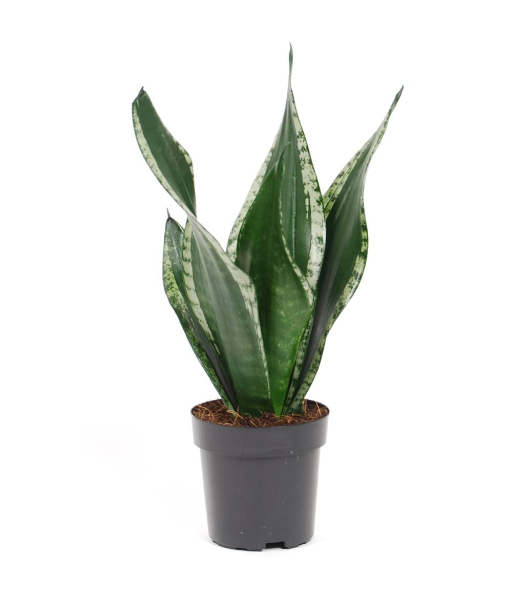 Snake Plant | Grey Stripe Whitney