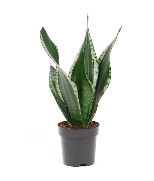 Snake Plant | Grey Stripe Whitney | Potted Houseplants