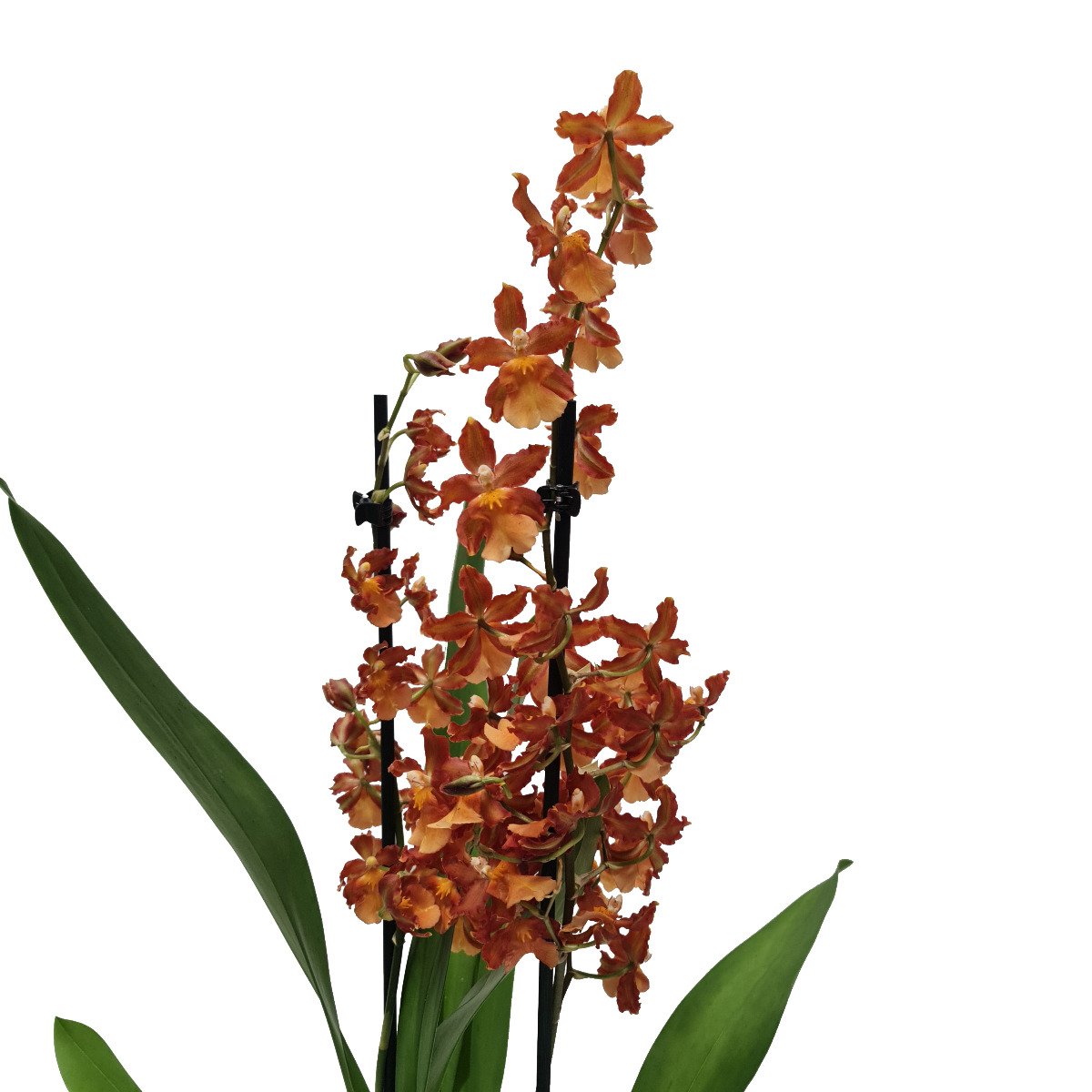 Cambria Orchid | Catatante Orange