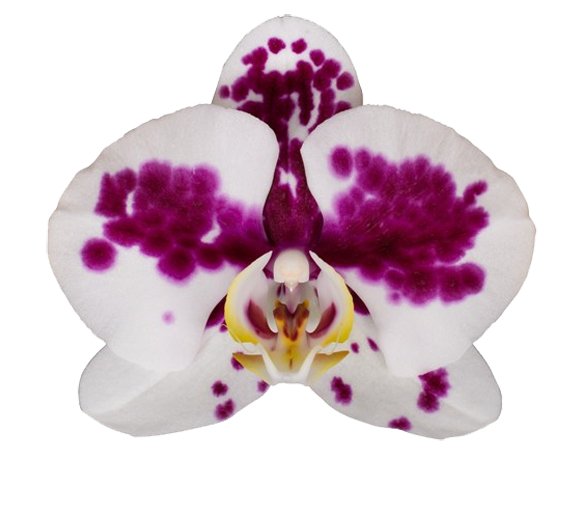 Phalaenopsis Orchid | Funky Marrakech