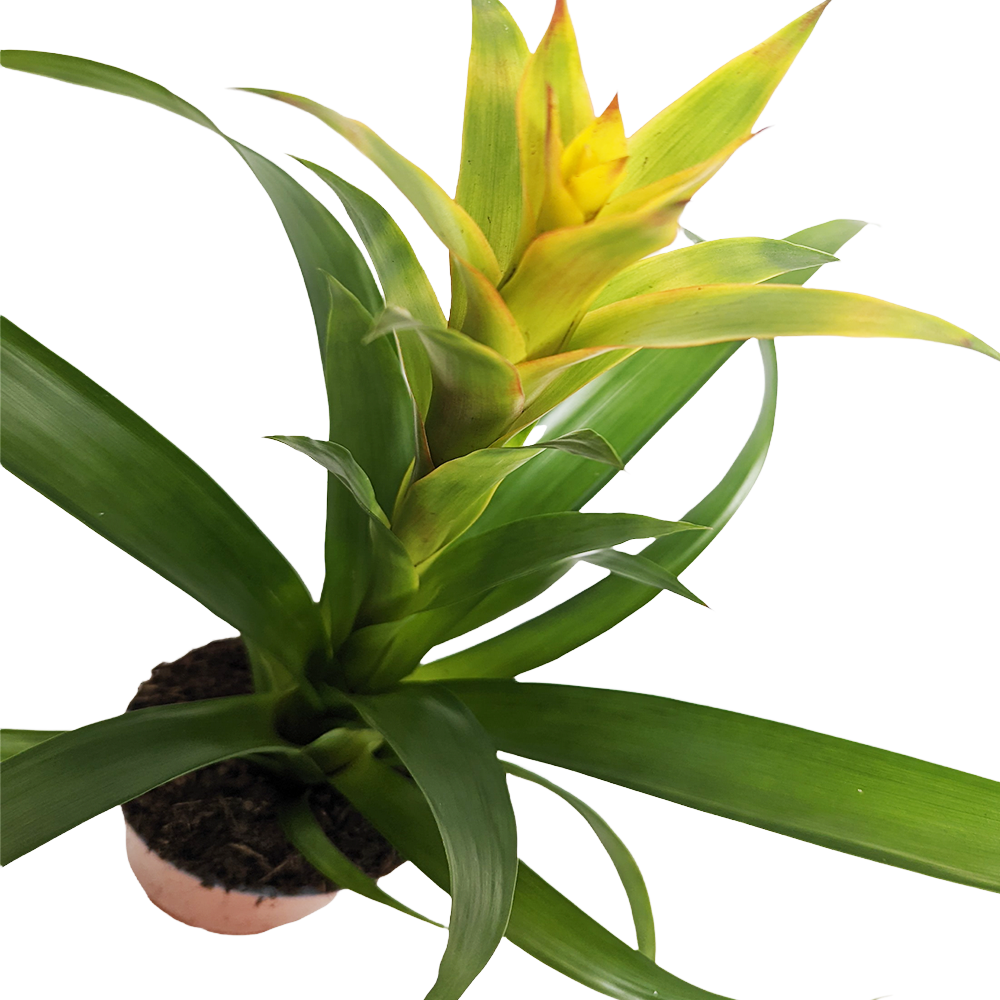 Bromeliad | Tropics