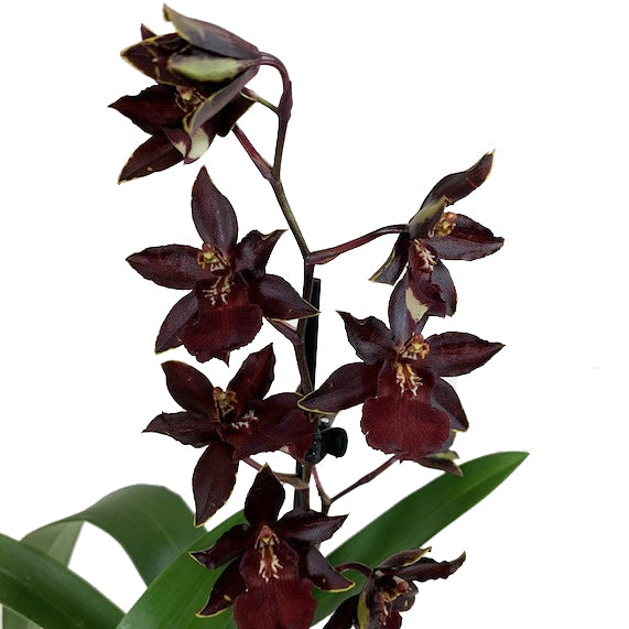 Colmanara Orchid | Black Cat (Single Stem)