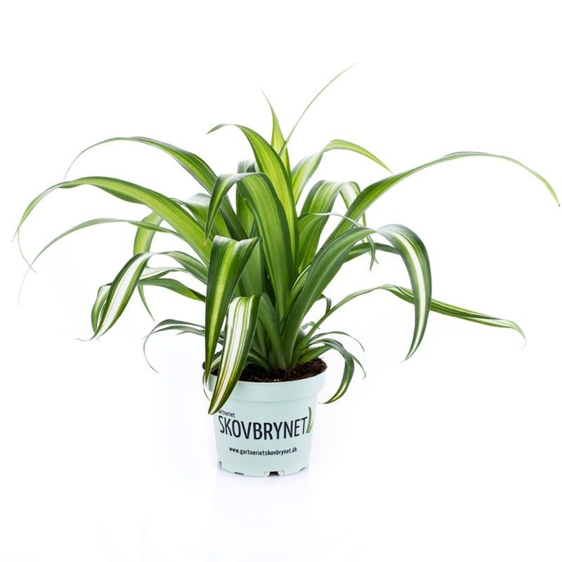 Spider Plant | Hawaiian