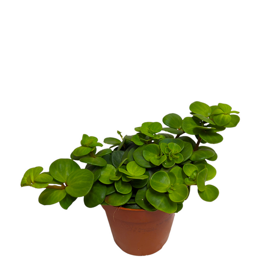 Radiator Plant | Hope & Peperomia Deppeana × Quadrifolia | Peperomia ...