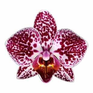 Phalaenopsis Orchid | Cadiz