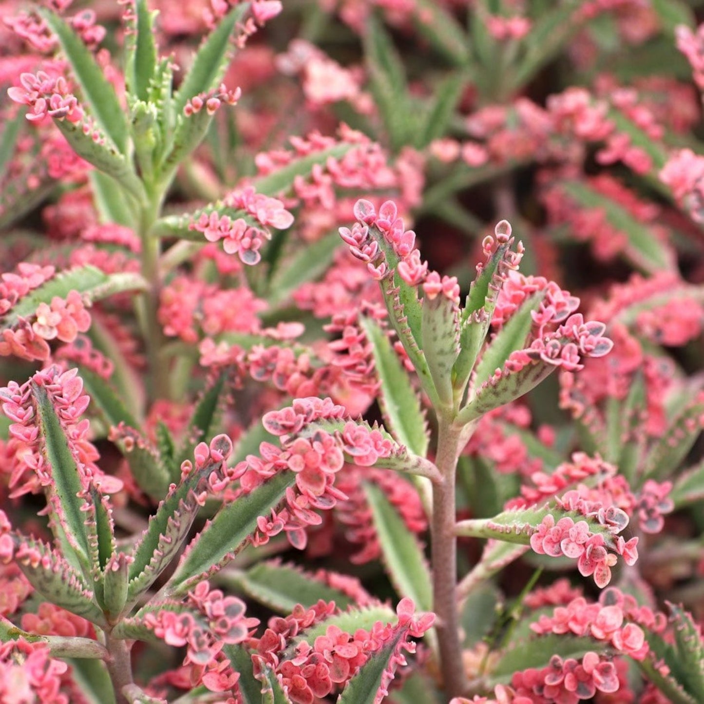 Pink Mother Of Thousands | Pink Butterfly | Hard To Find